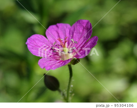 ゲンノショウコの花 Geranium thunbergii ゲンノショウコの花 Geranium thunbergii 95304106