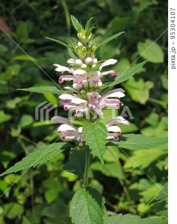 キセワタの花 Leonurus macranthus キセワタの花 Leonurus macranthus 95304107