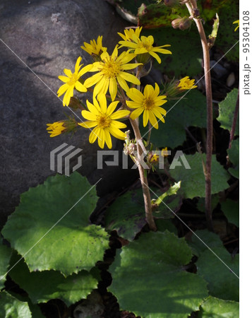 カンツワブキの花 Farfugium hiberniflorum カンツワブキの花 Farfugium hiberniflorum 95304108