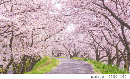 満開の桜並木と並木道 95304142
