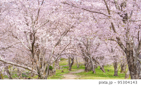 満開の桜並木と並木道 95304143
