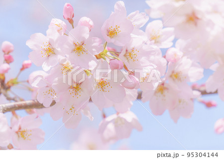 桜のクローズアップと青空 95304144