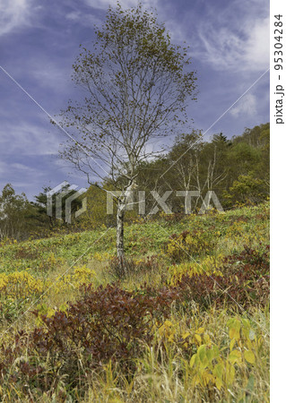 秋の高原の風景 群馬県野反湖畔の紅葉 秋の高原の風景 群馬県野反湖畔の紅葉 95304284