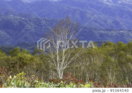 秋の高原の風景 群馬県野反湖畔の紅葉 秋の高原の風景 群馬県野反湖畔の紅葉 95304540