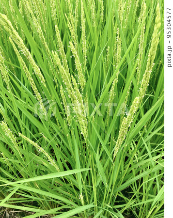 稲の花 稲の花 95304577
