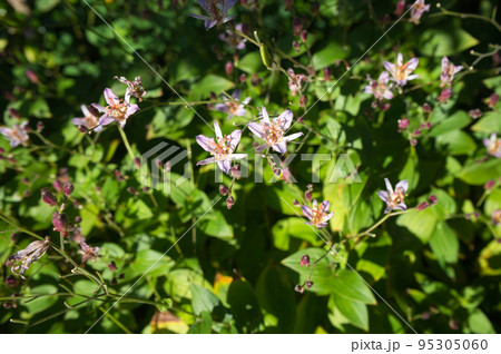 秋の裏庭の台湾ホトトギス 95305060