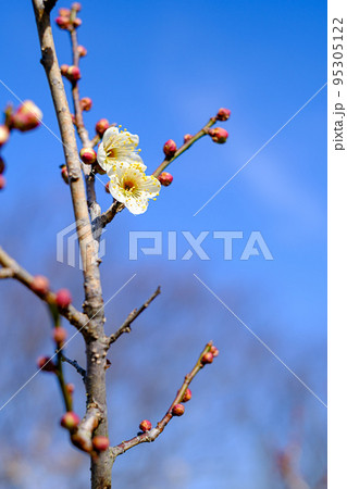 梅の花 95305122
