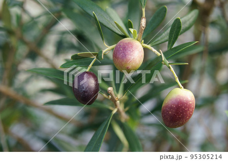 塾し始めたオリーブの果実　シプレッシーノ 95305214