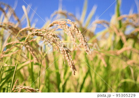 秋晴れの稲穂 95305229