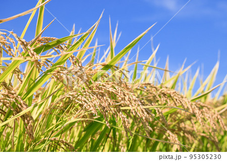 秋晴れの稲穂 秋晴れの稲穂 95305230