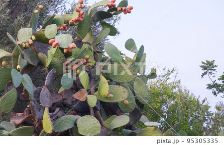 tall thorny opuntia ficus-indica cactus plant. tall thorny opuntia ficus-indica cactus plant. 95305335