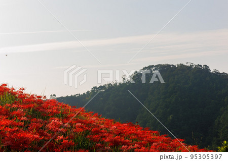 彼岸花の風景 95305397