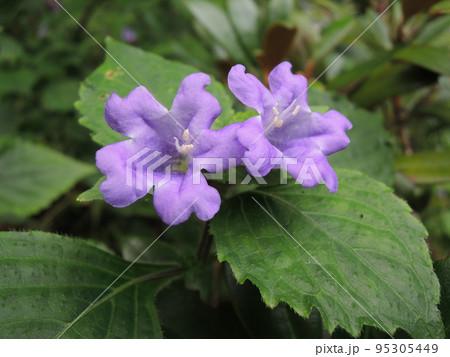 スズムシバナの花　Strobilanthes oligantha 95305449