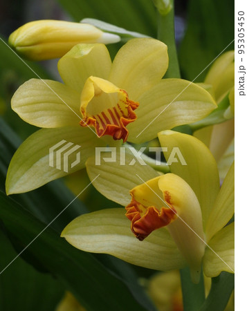 ガンゼキランの花　Phaius flavus 95305450