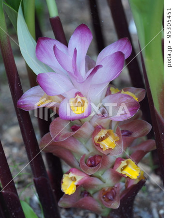 ガジュツの花 ガジュツの花 95305451