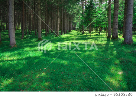 夏の開田高原　ドイツトウヒの森 95305530