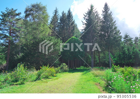 夏の開田高原　ドイツトウヒの森 95305536