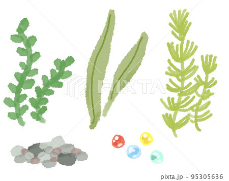 金魚の水草 金魚の水草 95305636