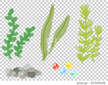 金魚 水生植物 95305636