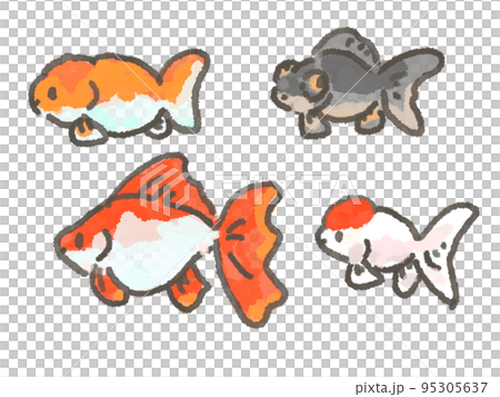 金魚 95305637
