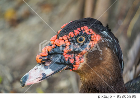 ノバリケン ノバリケン 95305899