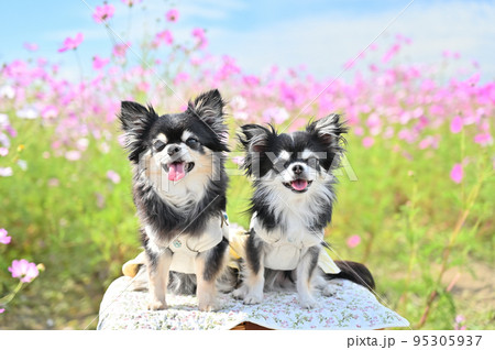 コスモス畑で秋散歩 笑顔のチワワ 多頭飼い 埼玉県鴻巣市 吹上コスモス畑 コスモス畑で秋散歩 笑顔のチワワ 多頭飼い 埼玉県鴻巣市 吹上コスモス畑 95305937