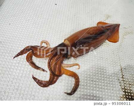 スルメイカ 95306011