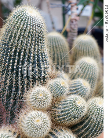 サボテン金晃丸 サボテン金晃丸 95306013