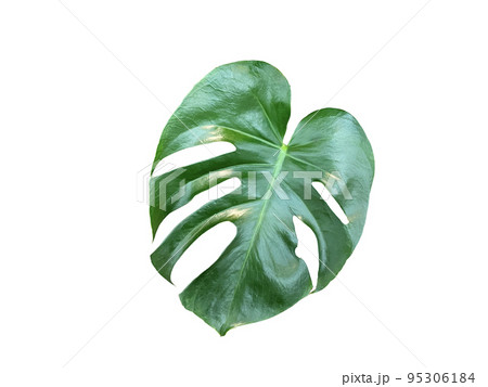 植木鉢 鉢 植物 95306184