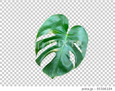 植木鉢 鉢 植物 95306184