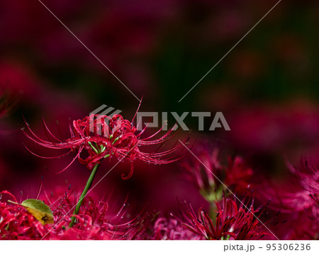 巾着田の彼岸花　埼玉県日高市 95306236