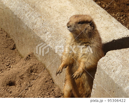 プレーリードッグの日光浴 プレーリードッグの日光浴 95306422