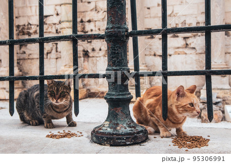 Two cats eating near Hadrian's Library, Athens 95306991