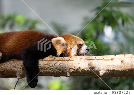 枝の上でくつろぐ動物園のレッサーパンダ 95307225