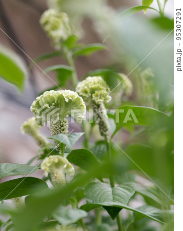 観葉植物セロシア・ボンベイグリーン 95307291