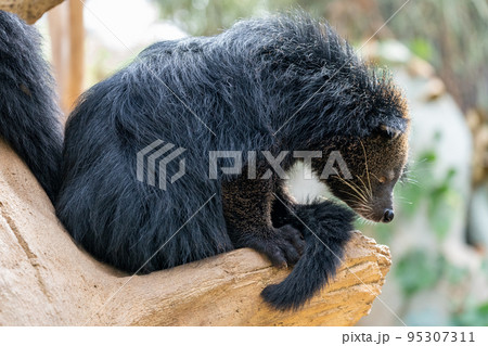 動物園のビントロング 動物園のビントロング 95307311