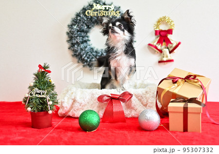 立つチワワとクリスマスオーナメント 95307332