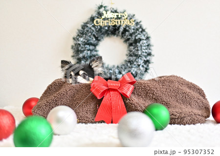 バスケットに顔を乗せる可愛いシニアチワワとクリスマスオーナメント バスケットに顔を乗せる可愛いシニアチワワとクリスマスオーナメント 95307352