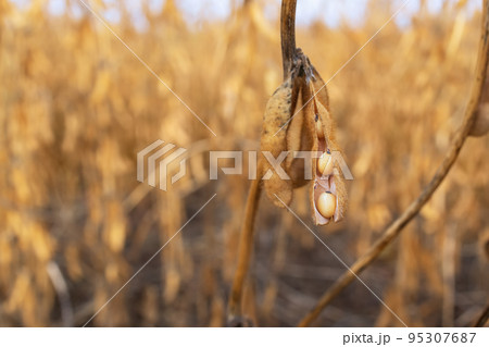 closeup detail of soy plant in agricultural field 95307687