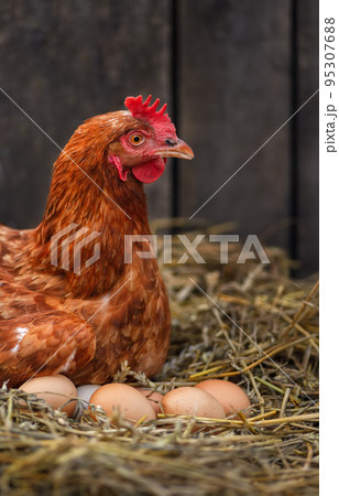 hen laying eggs in hay inside a chicken coop hen laying eggs in hay inside a chicken coop 95307688