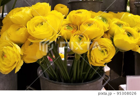 バケツの黄色いラナンキュラスの花 95308026