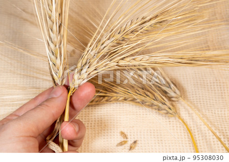 Holding wheat spikes, harvest on cloth close-up 95308030