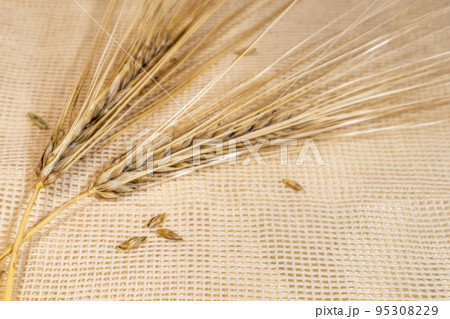 Gold wheat seeds, cereal grain on cloth close-up 95308229