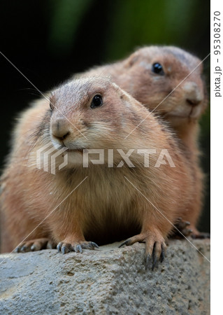 オグロプレーリードッグ 95308270