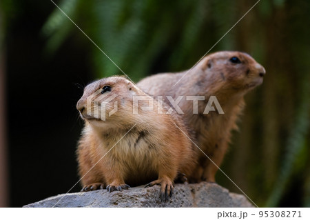 オグロプレーリードッグ 95308271