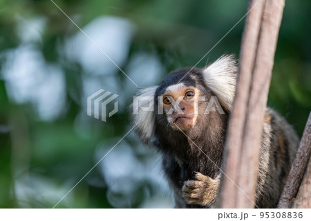 コモンマーモセット コモンマーモセット 95308836