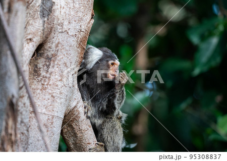 果実をかじっているコモンマーモセット 果実をかじっているコモンマーモセット 95308837
