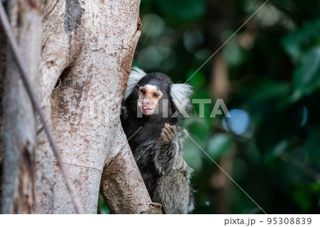 果実をかじっているコモンマーモセット 果実をかじっているコモンマーモセット 95308839