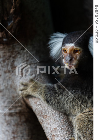 コモンマーモセットのアップ コモンマーモセットのアップ 95308848