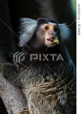果実をかじっているコモンマーモセット 果実をかじっているコモンマーモセット 95308849
